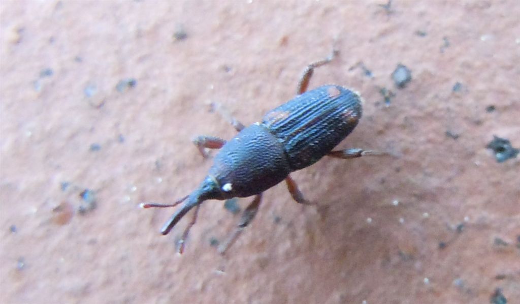 Sitophilus oryzae